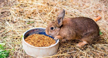 Je možné a jak správně dát pšenici králíkům, poškození a kontraindikace